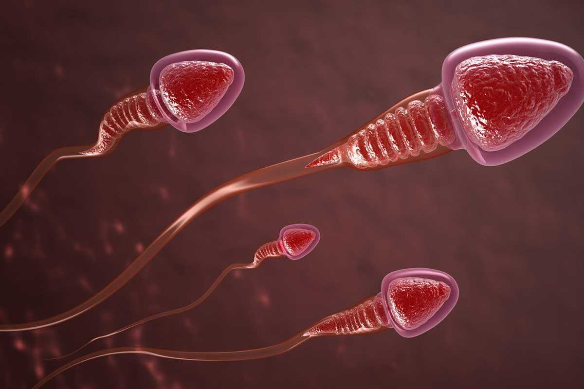 Spermiogram (Semen Analizi) Nasıl Yapılır?