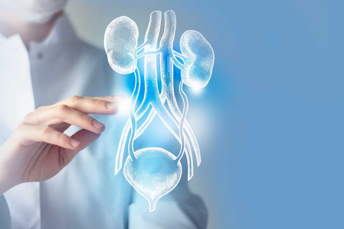 Üretra Nedir? Anatomisi ve Görevleri?